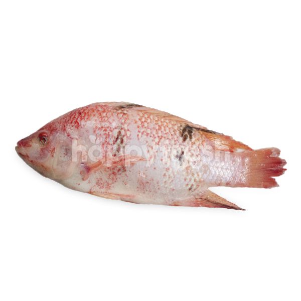 Ikan Tilapia Merah