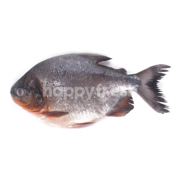 fresh water pomfret