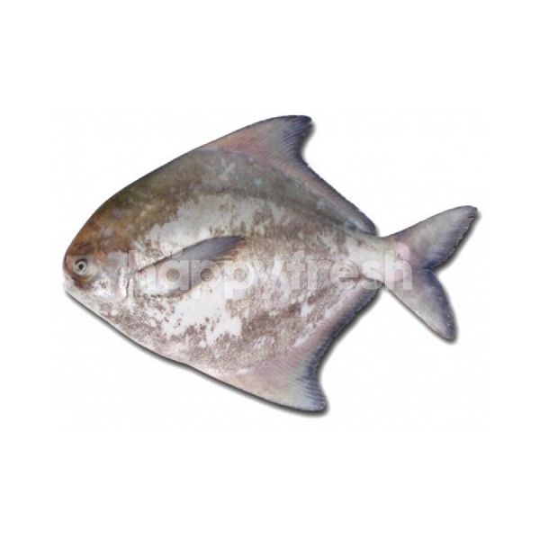 Beli Pomfret Fish Ikan Bawal Tambak Dari Village Grocer Happyfresh Klang Valley