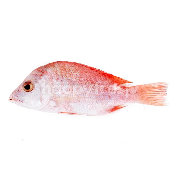 Jual Small Red Snapper Fish Di The Foodhall Happyfresh