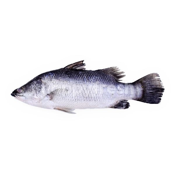 Beli Seabass M Ikan Siakap Dari Ben S Independent Grocer Happyfresh Klang Valley