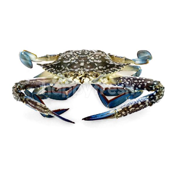 Beli Flower Crab Ketam Bunga Dari Cold Storage Happyfresh