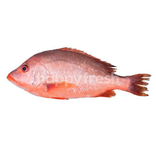 Beli Red Snapper Ikan Merah M Dari Tmc Bangsar Happyfresh Klang Valley