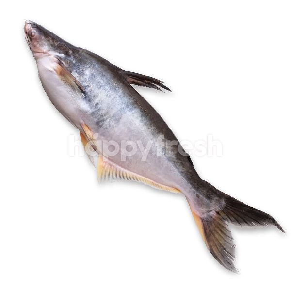 Buy Ikan Patin At Mercato Happyfresh