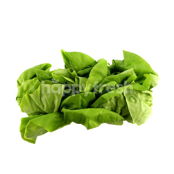 Buy HIGHLAND FRESH Baby Butterhead Lettuce at Giant Hypermarket