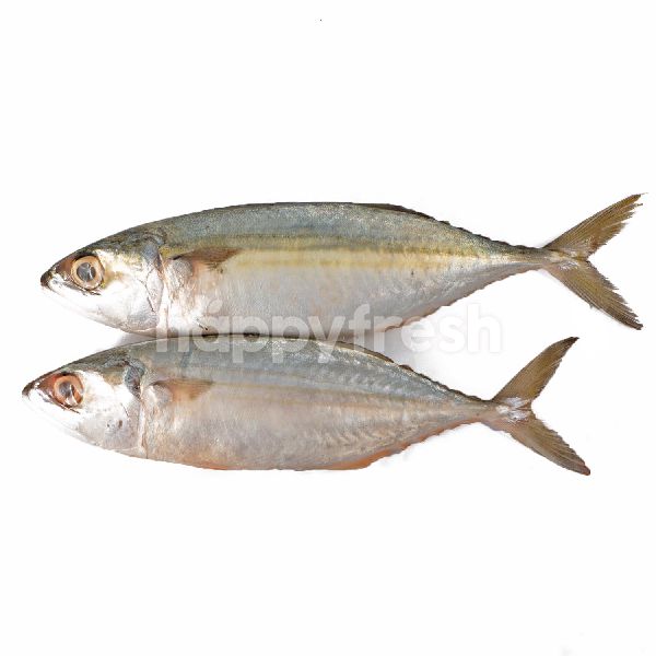Product: EF Banjar Mackarel Fish - Image 1