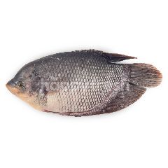 Ikan Gurame