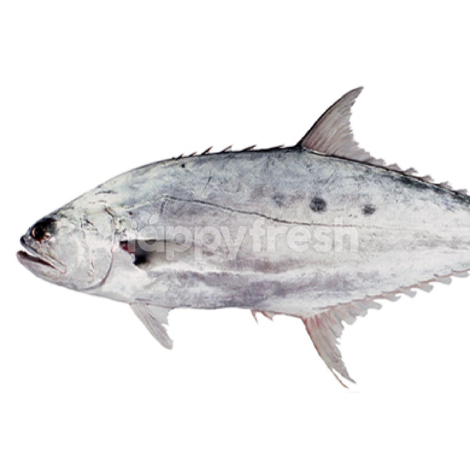 Beli Double Spotted Queenfish (Ikan Talang) dari TMC Bangsar HappyFresh