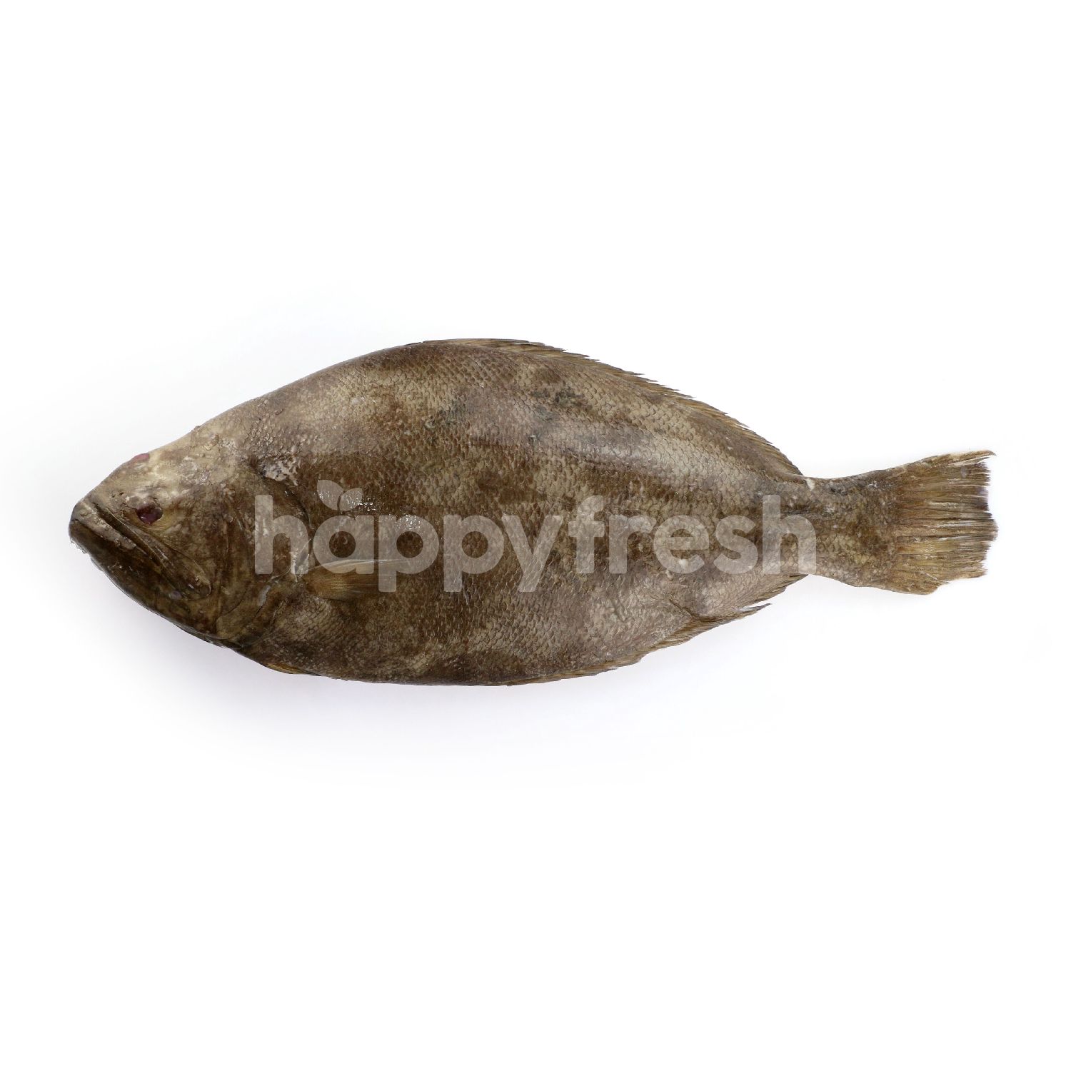Beli Sole Fish Ikan Sebelah Dari Village Grocer Happyfresh