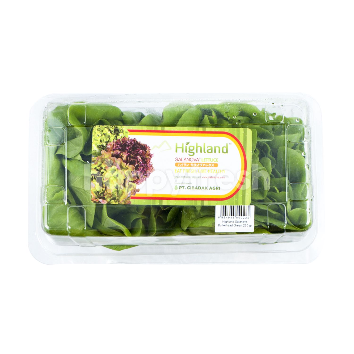 Салат саланова. Salanova lettuce. Салат Баттерхед. Кук зеленый дуболистный Саланова характеристики.